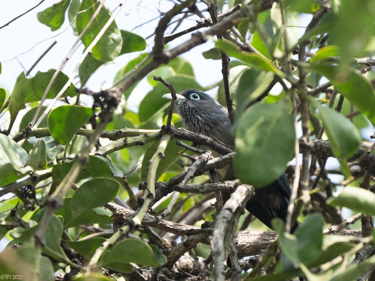 Blue-faced Malkoha - ML641841586