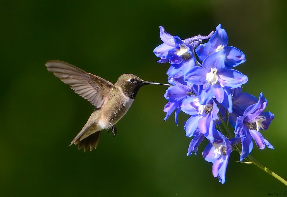 Black-chinned Hummingbird - Jerry Ting