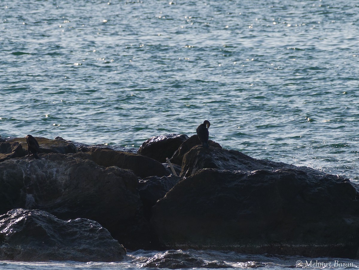 Great Cormorant - ML641841611