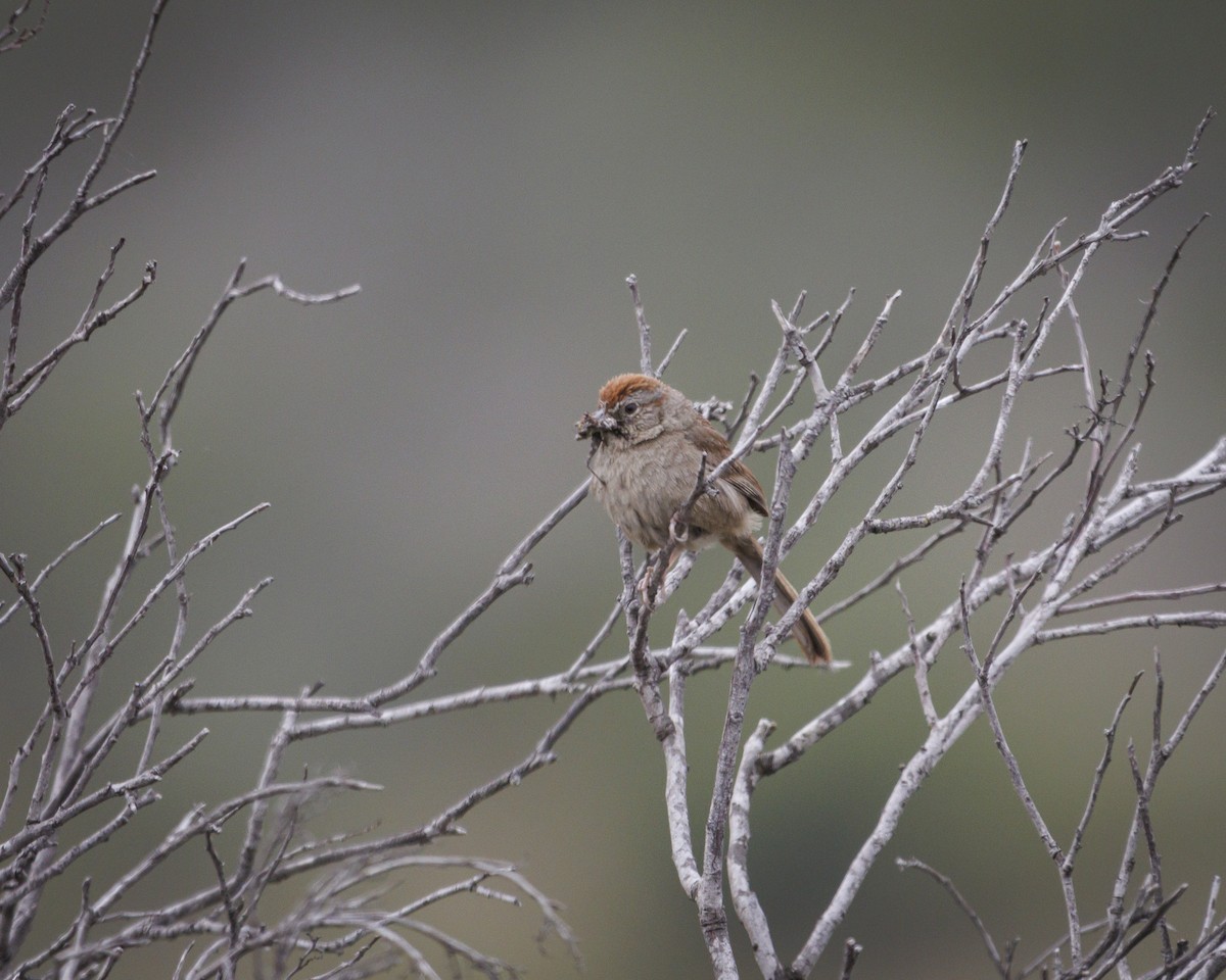 Rufous-crowned Sparrow - ML641841685