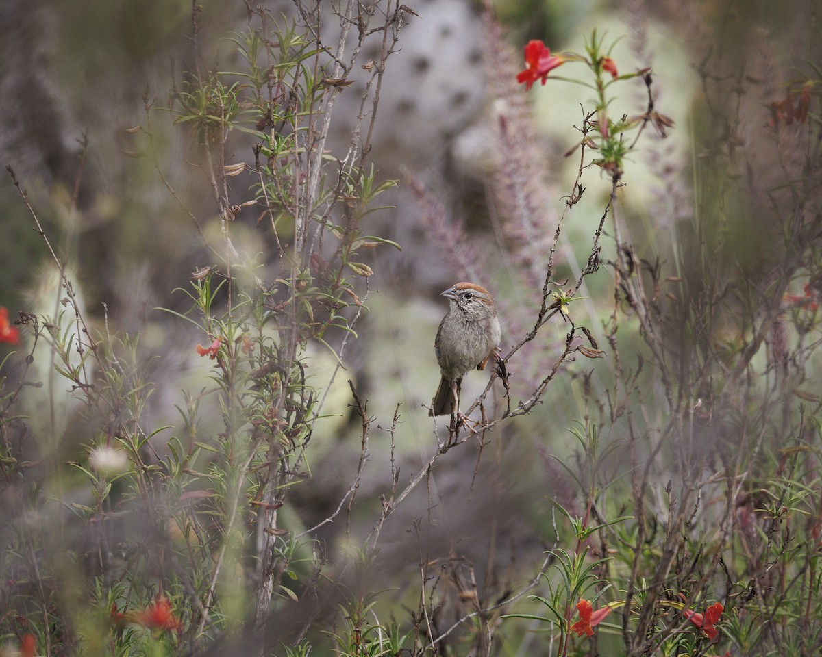 Rufous-crowned Sparrow - ML641841687