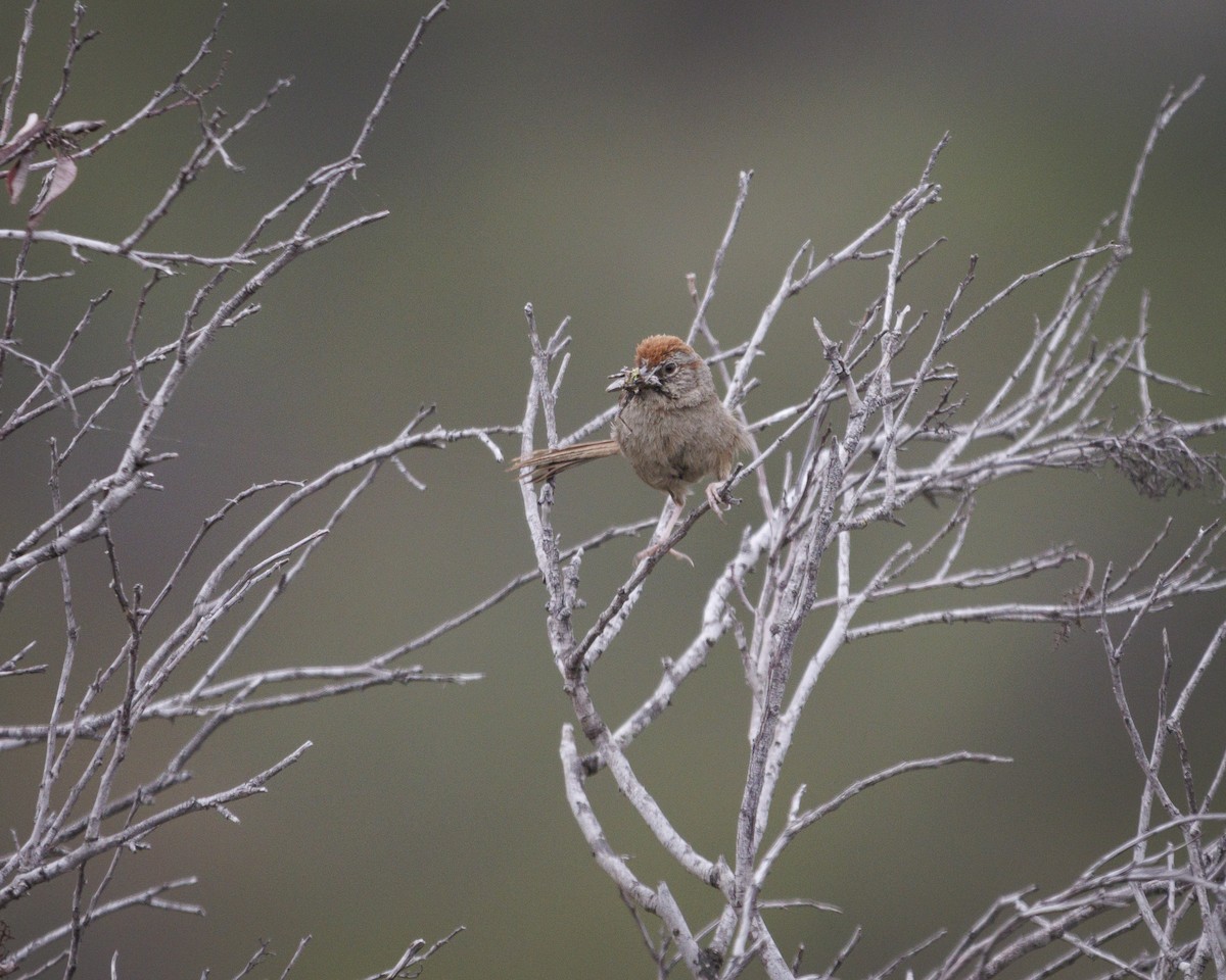 Rufous-crowned Sparrow - ML641841688