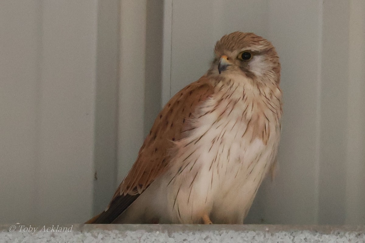 Nankeen Kestrel - ML641841713