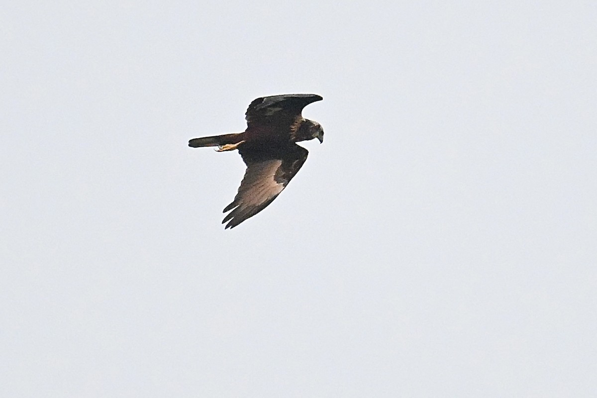 Eastern Marsh Harrier - ML641841715