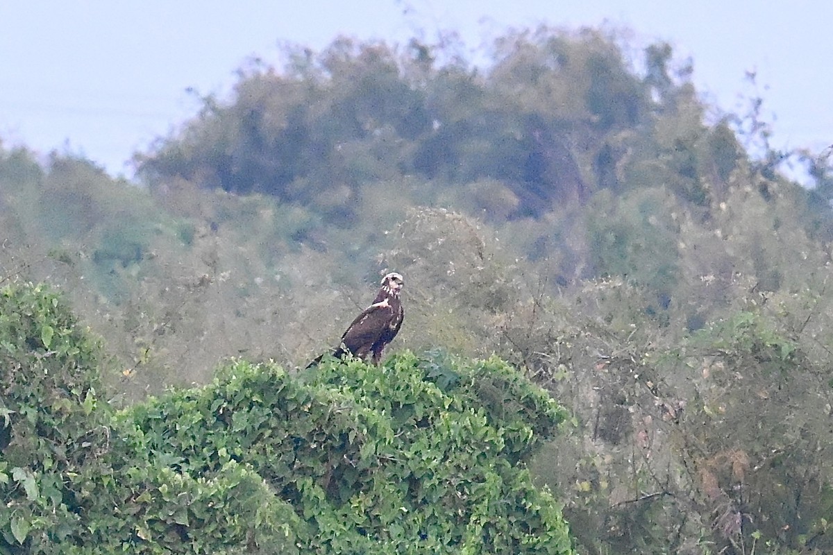 Eastern Marsh Harrier - ML641841717