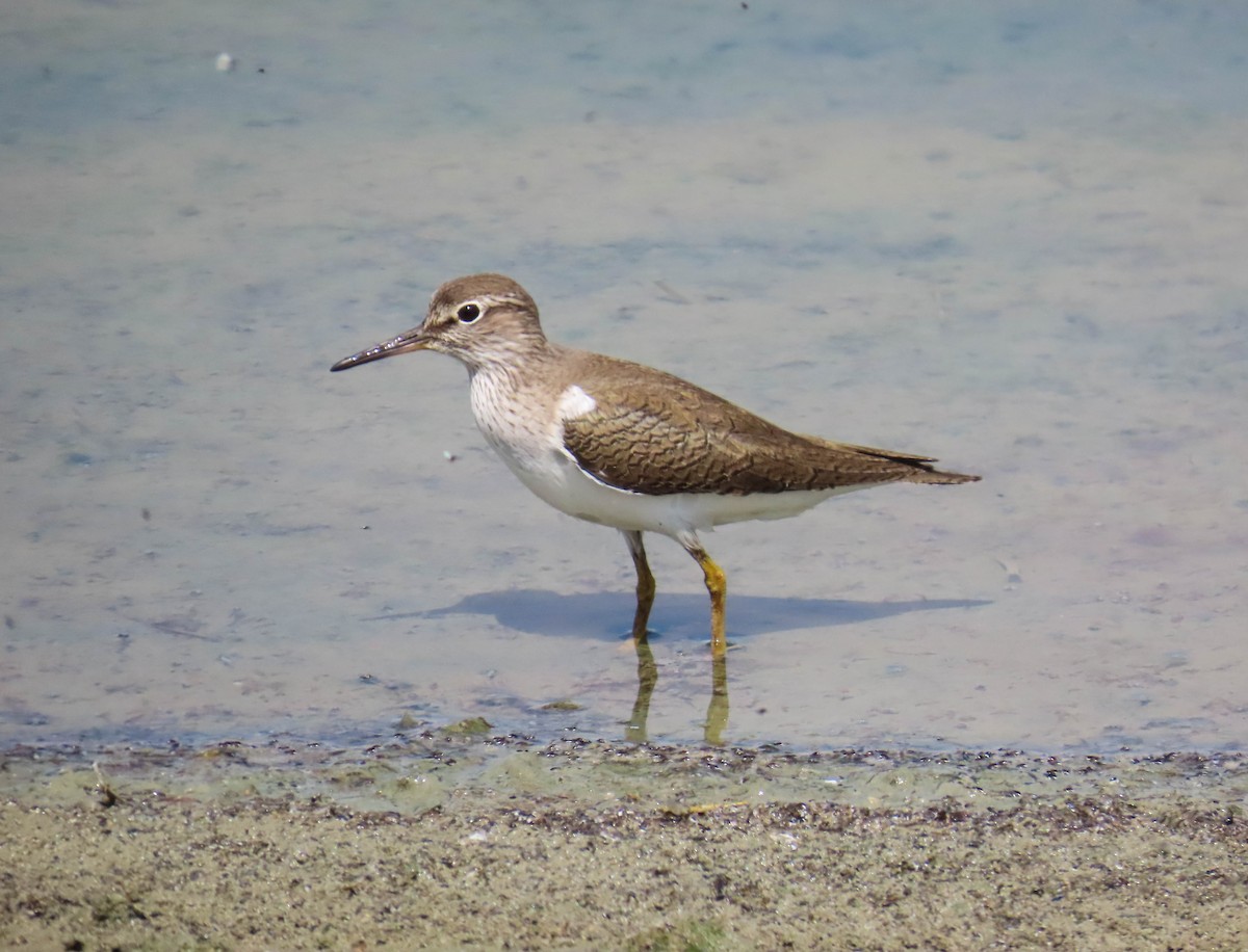 Common Sandpiper - ML641841720