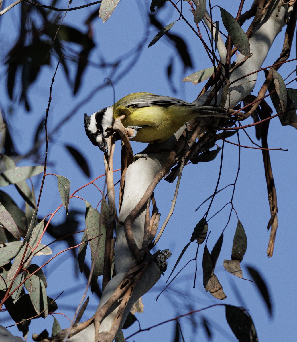 Eastern Shrike-tit - ML641841754