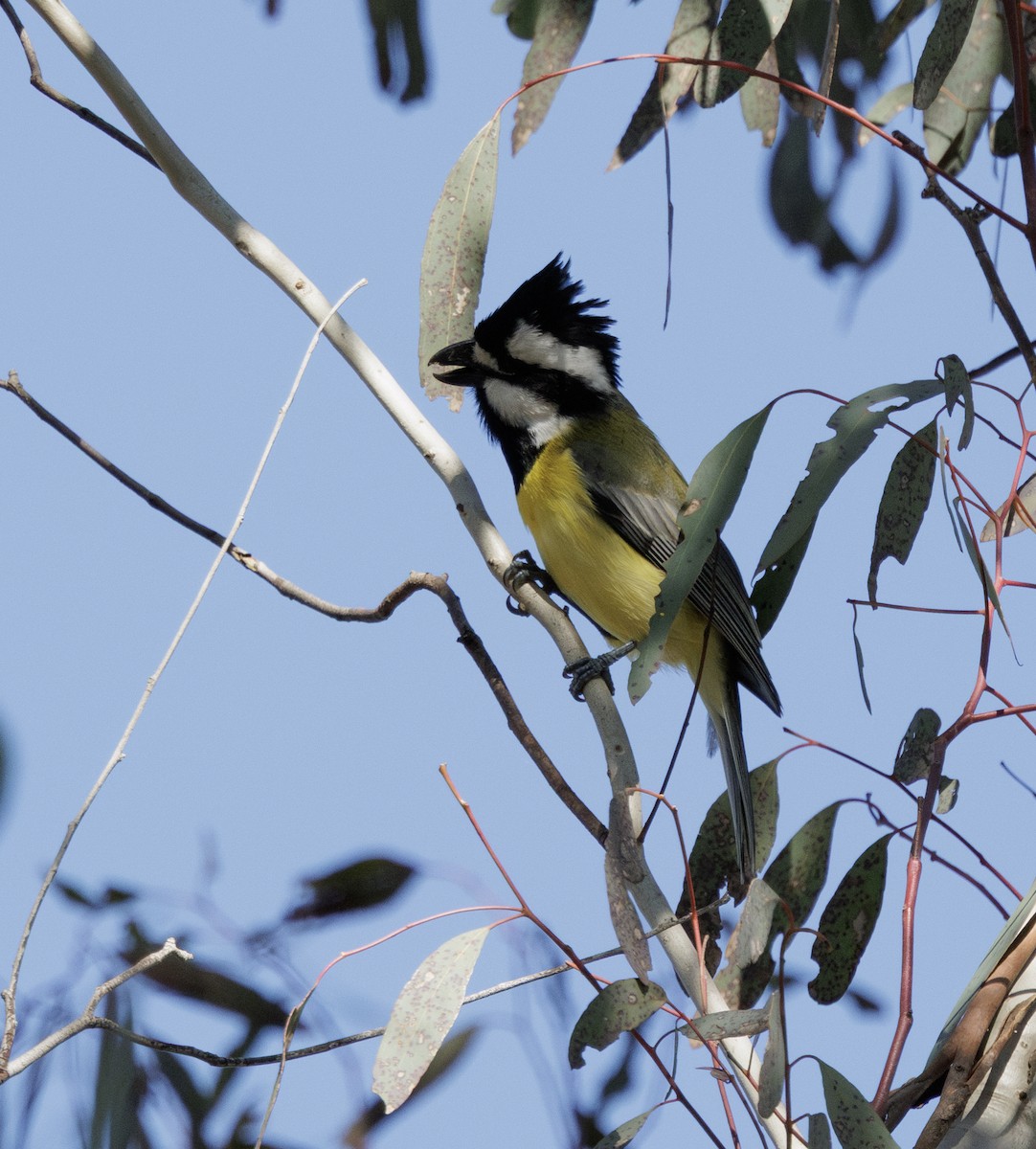 Eastern Shrike-tit - ML641841756