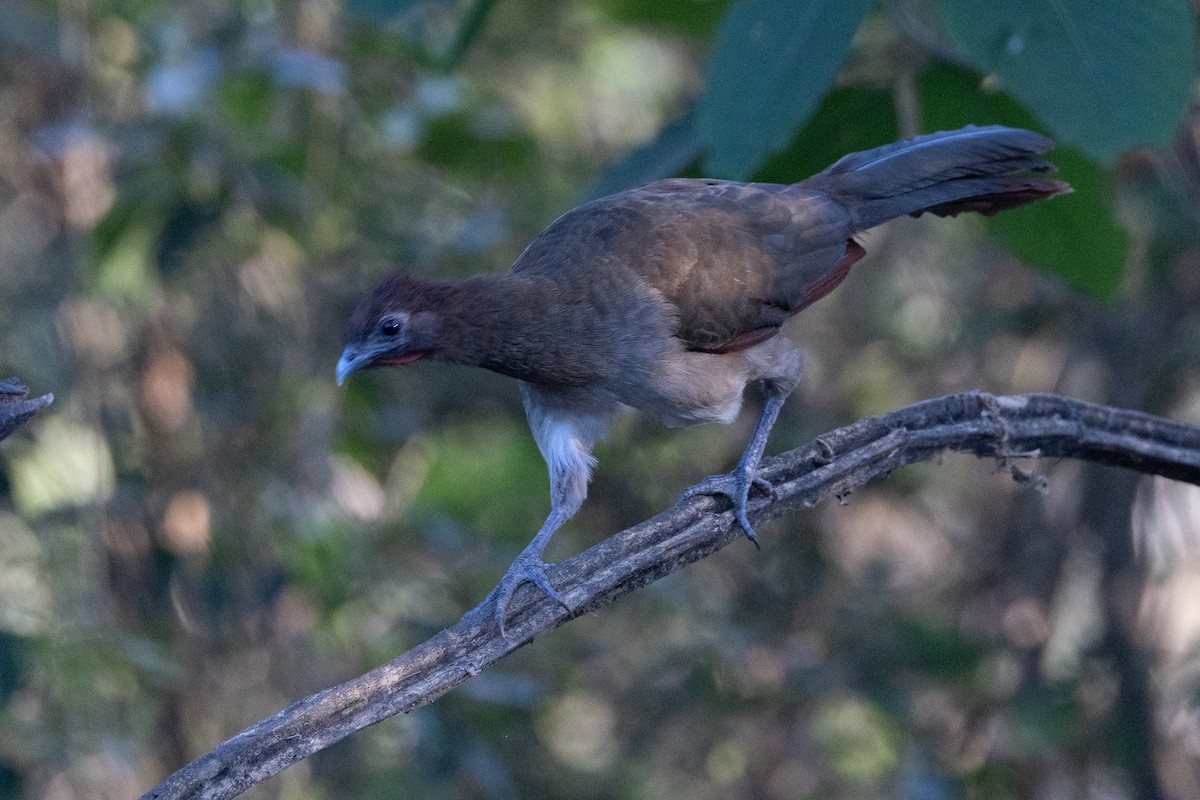 Rufous-headed Chachalaca - ML641841792