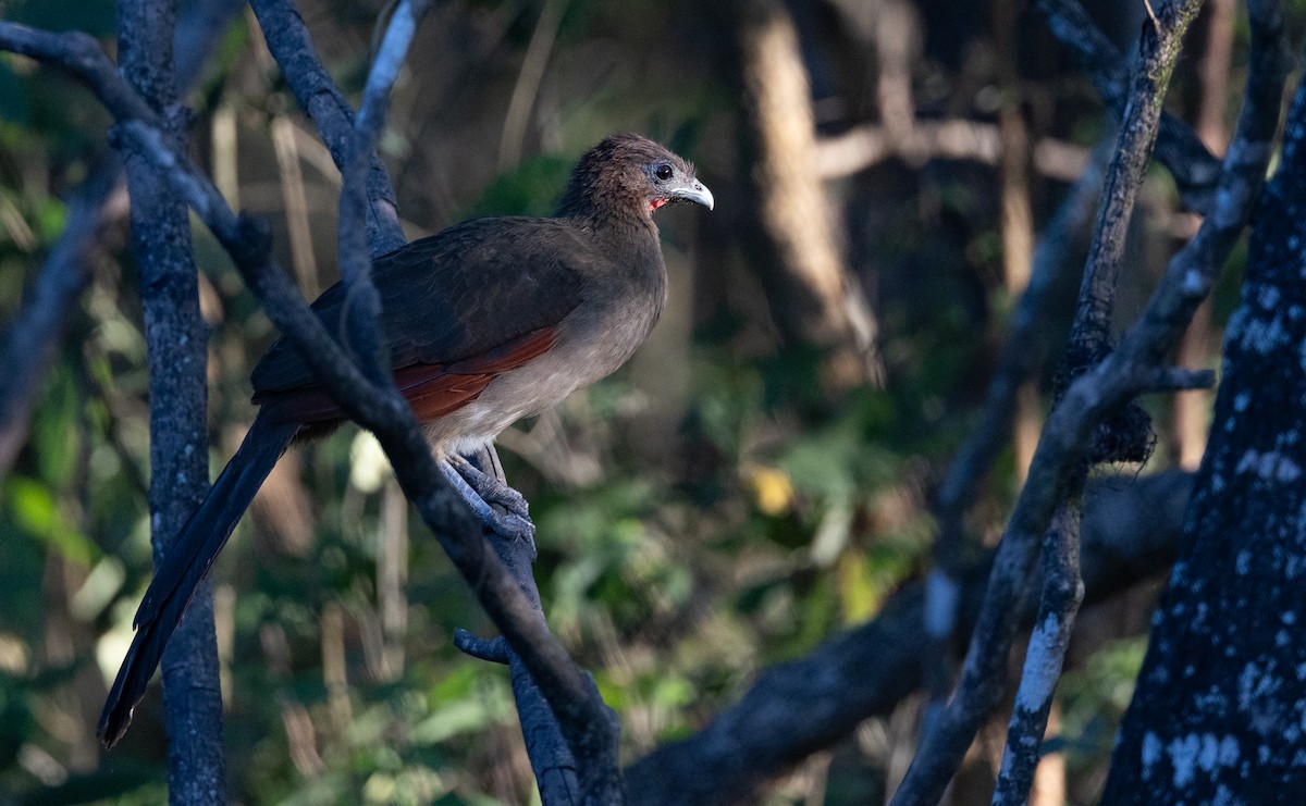 Rufous-headed Chachalaca - ML641841793