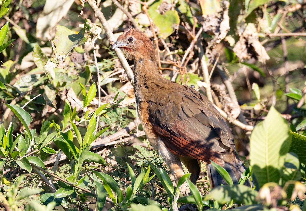 Rufous-headed Chachalaca - ML641841794