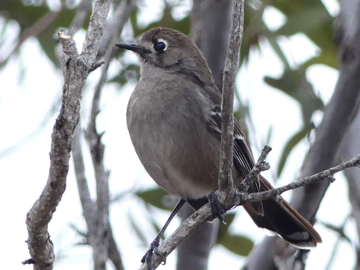 Southern Scrub-Robin - ML641841801