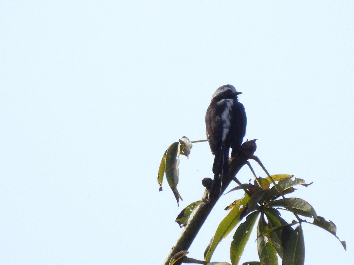 Long-tailed Tyrant - ML641841807