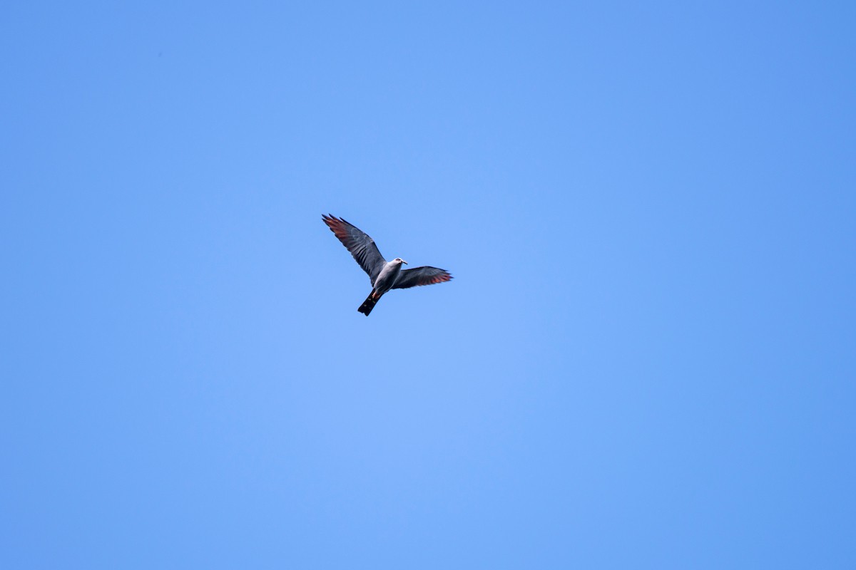 Plumbeous Kite - ML64184181