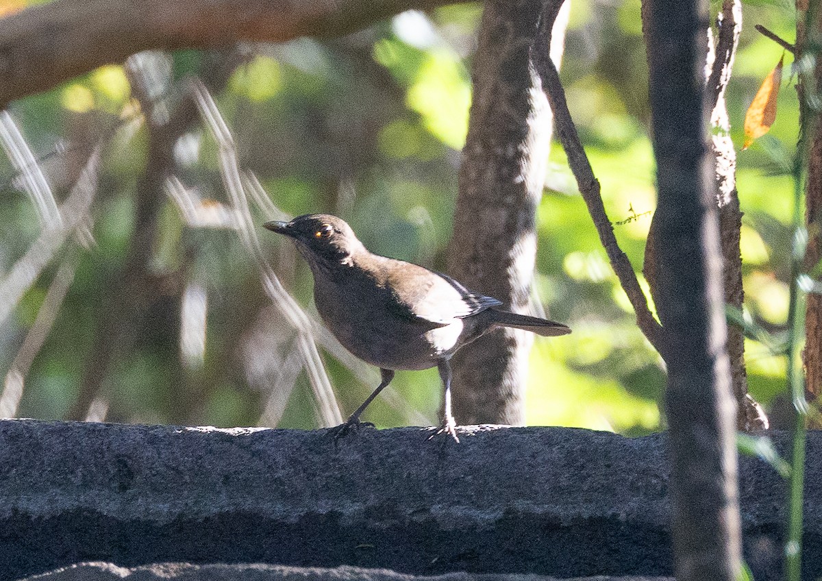 Ecuadorian Thrush - ML641841838