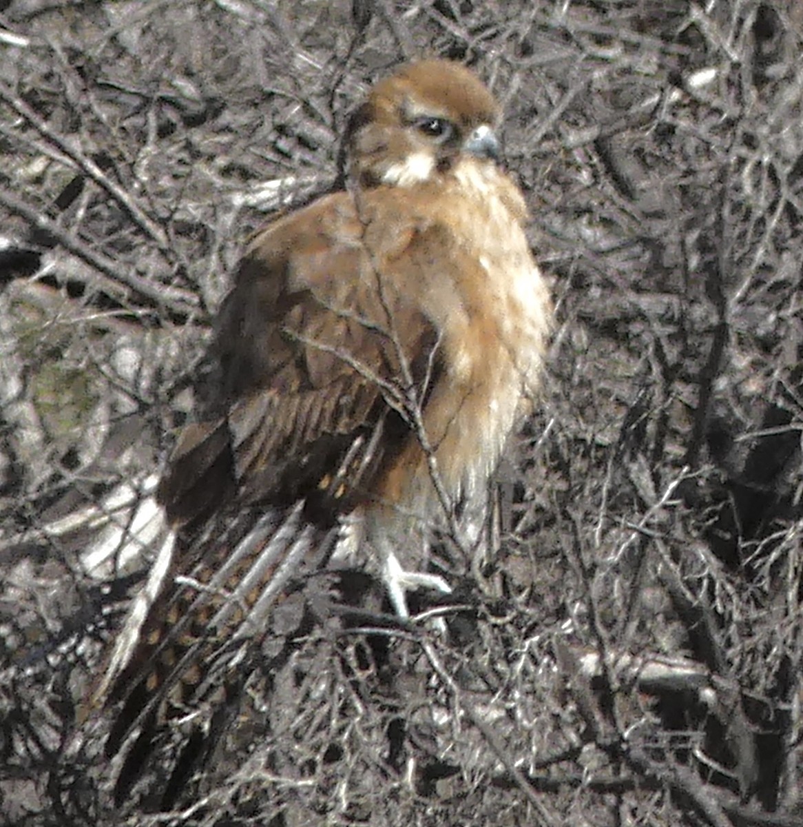 Brown Falcon - ML641841841