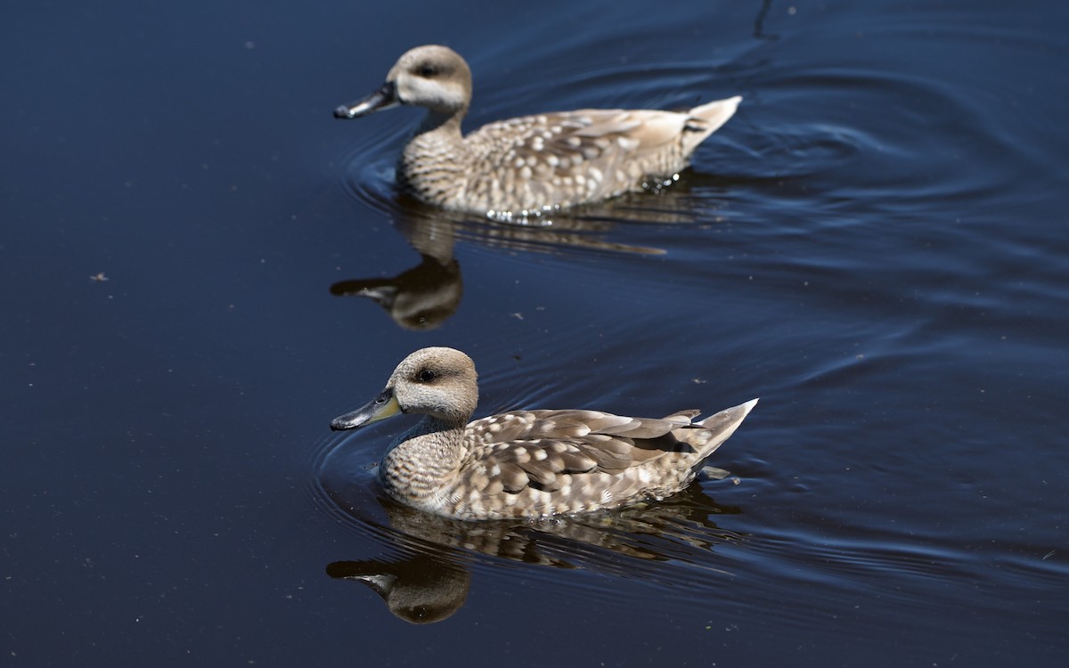 Marbled Duck - ML641841855