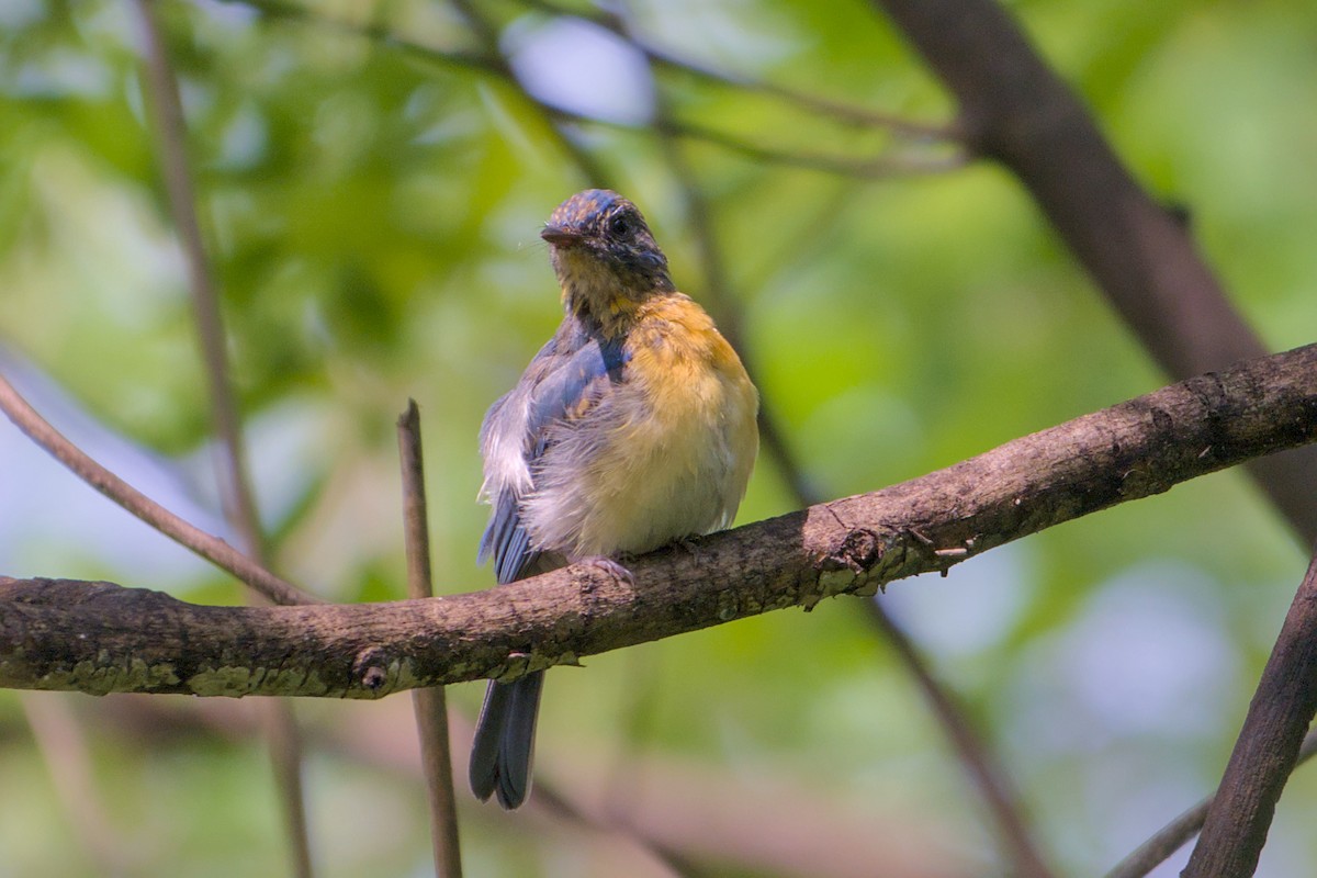 Tickell's Blue Flycatcher - ML641841856