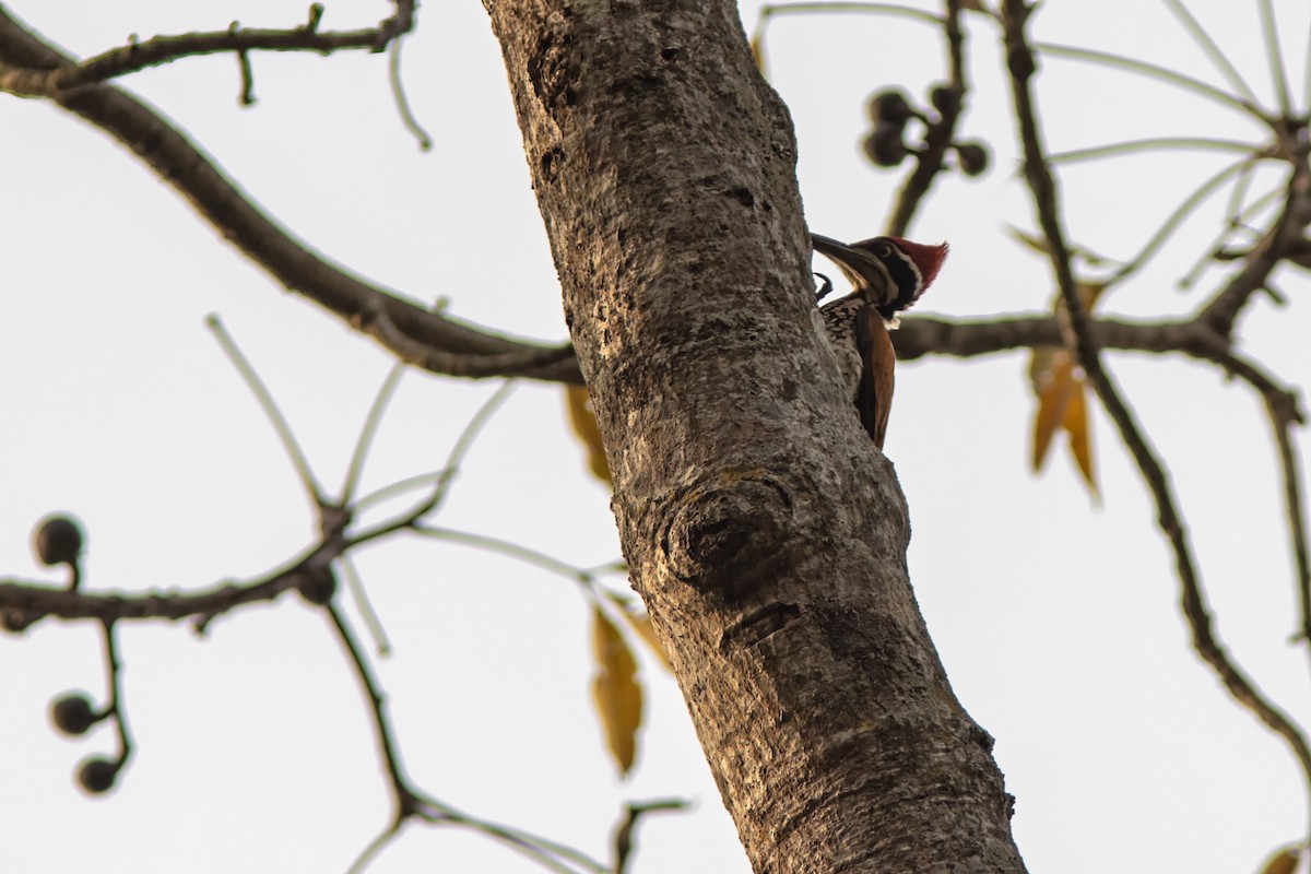 Greater Flameback - ML641841857