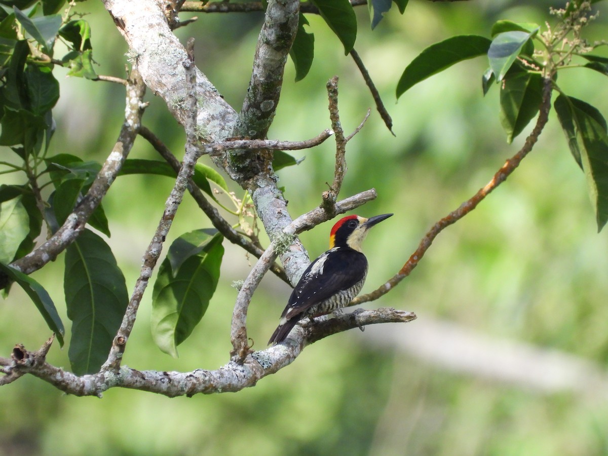 Beautiful Woodpecker - ML641841860