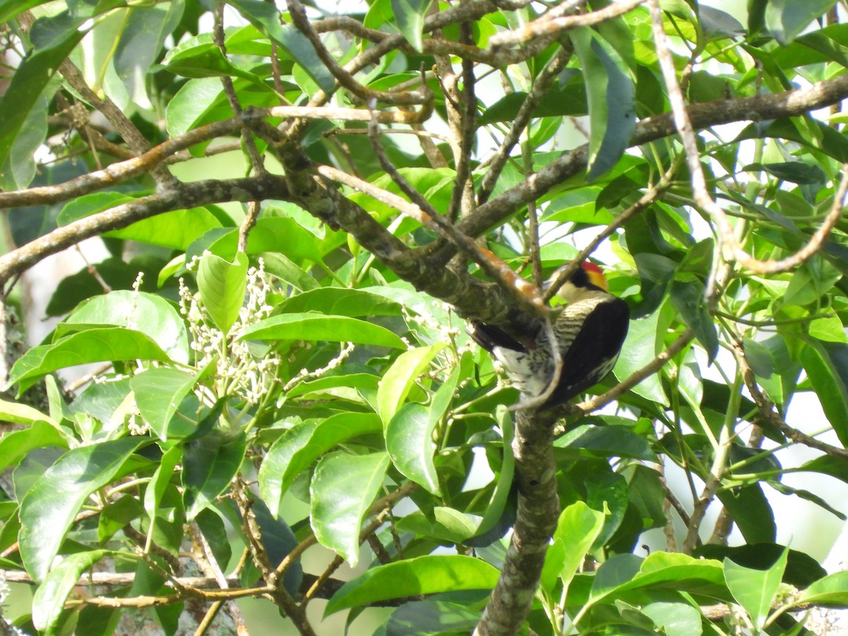 Beautiful Woodpecker - ML641841861