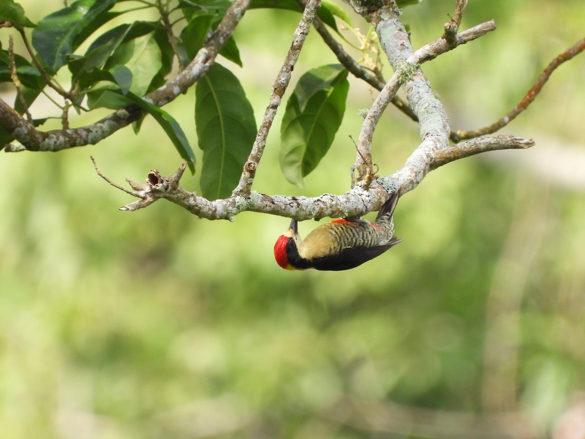 Beautiful Woodpecker - ML641841862