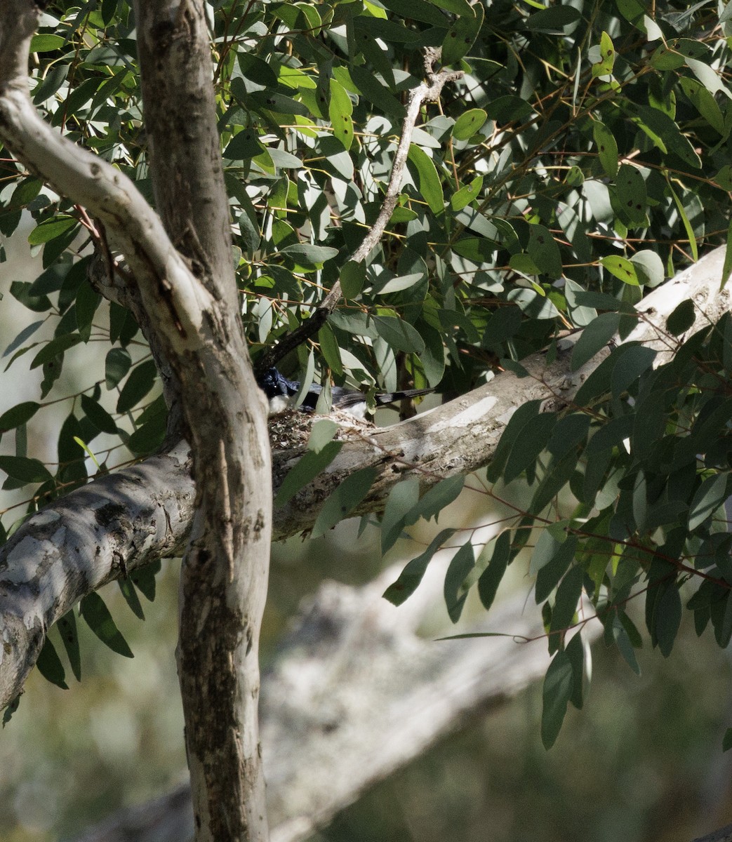Restless Flycatcher - ML641841869