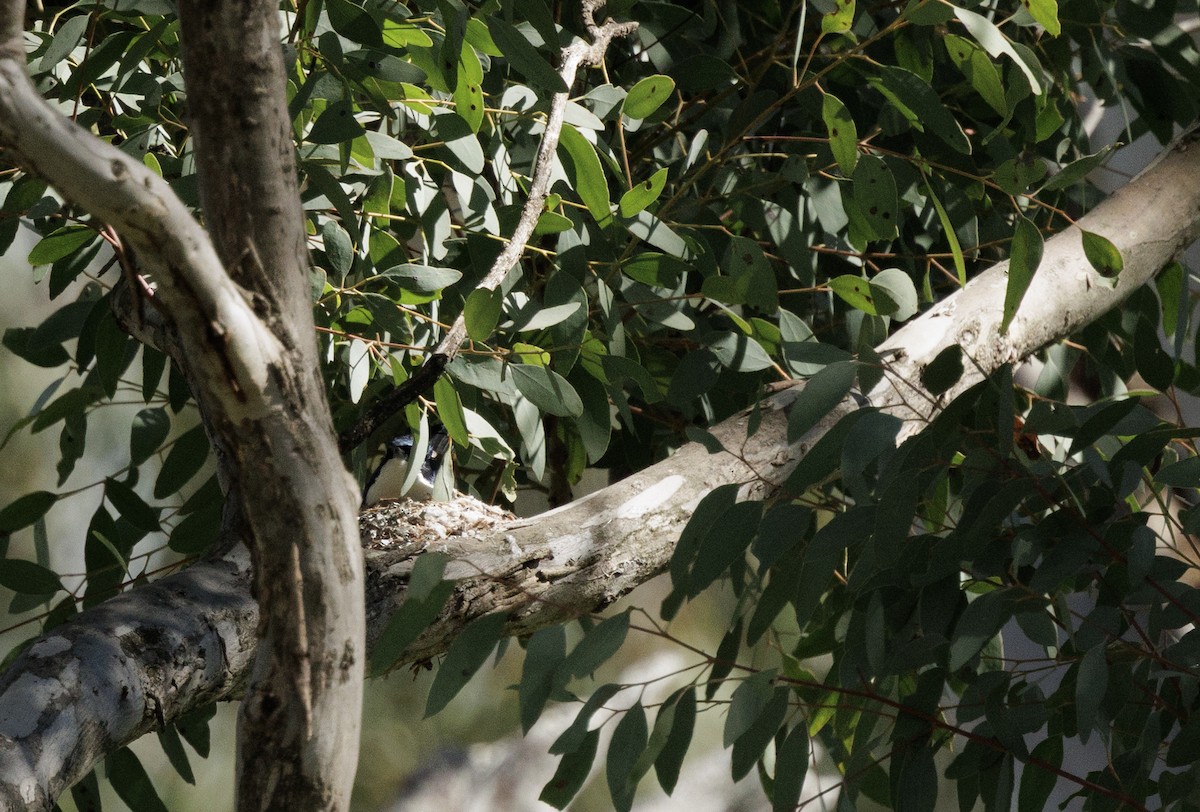 Restless Flycatcher - ML641841872