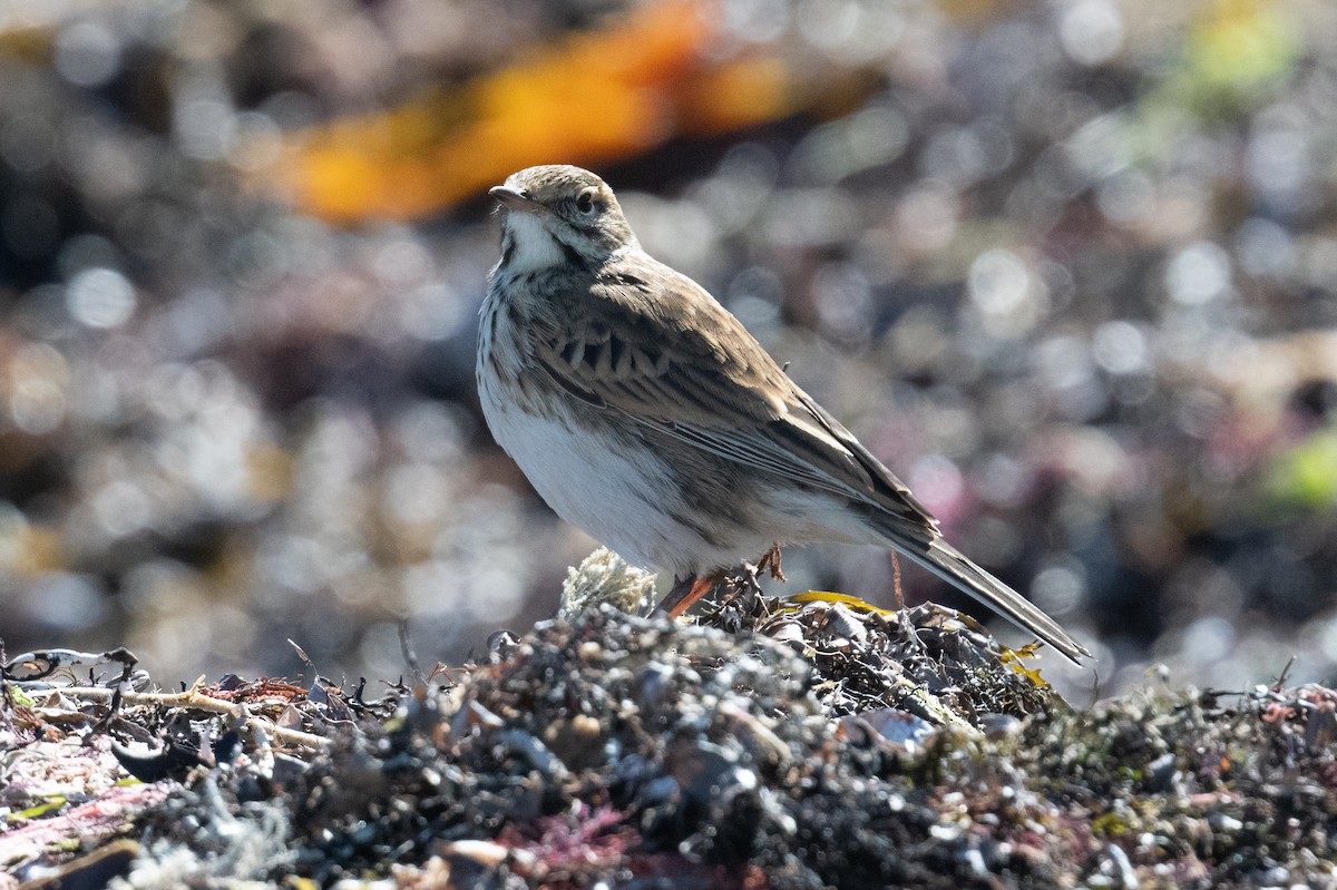Australian Pipit - ML641841873