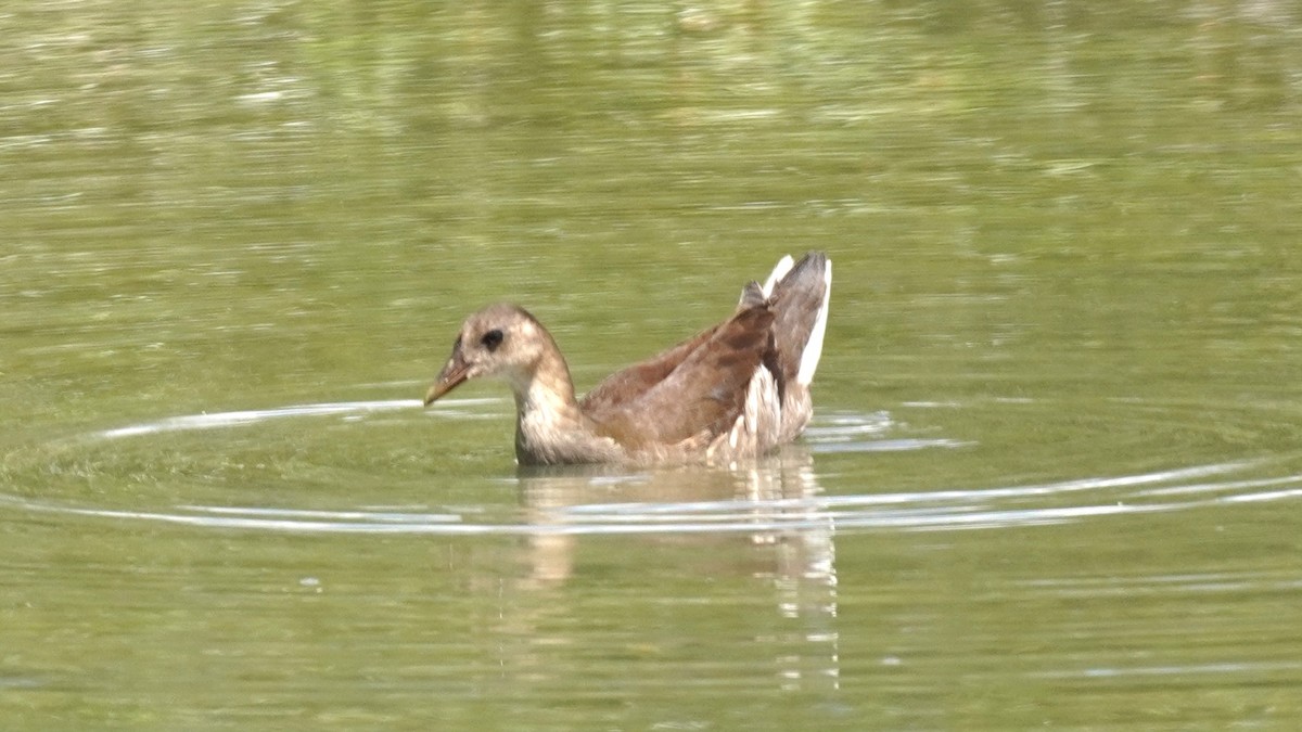 Eurasian Moorhen - ML641841899