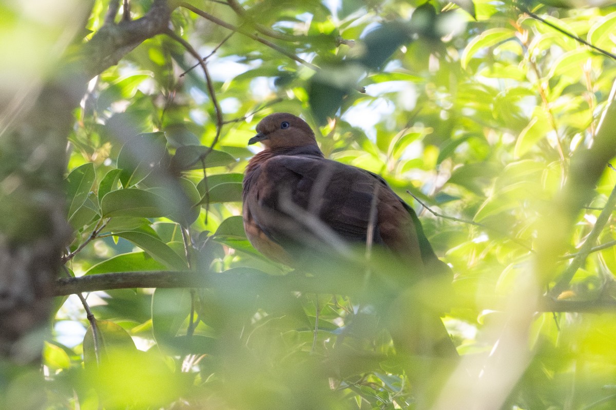 Brown Cuckoo-Dove - ML641841910