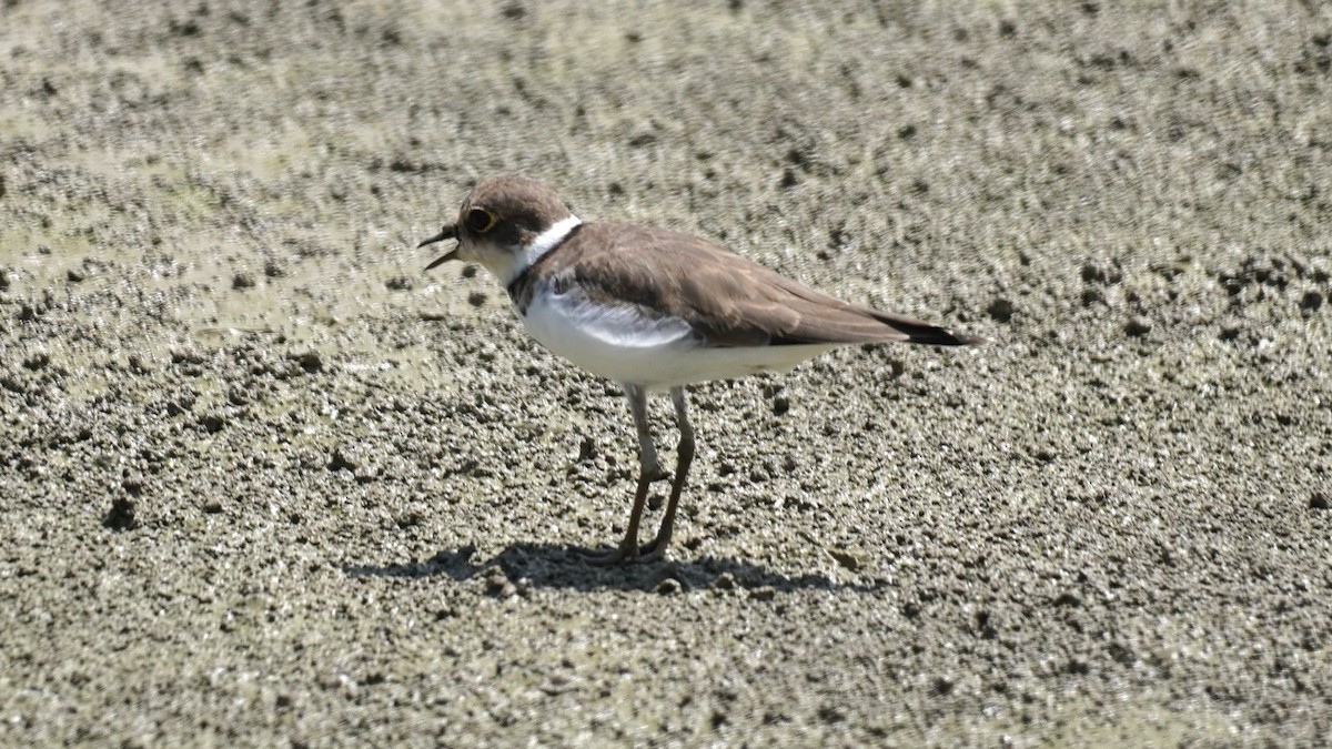 Little Ringed Plover - ML641841913