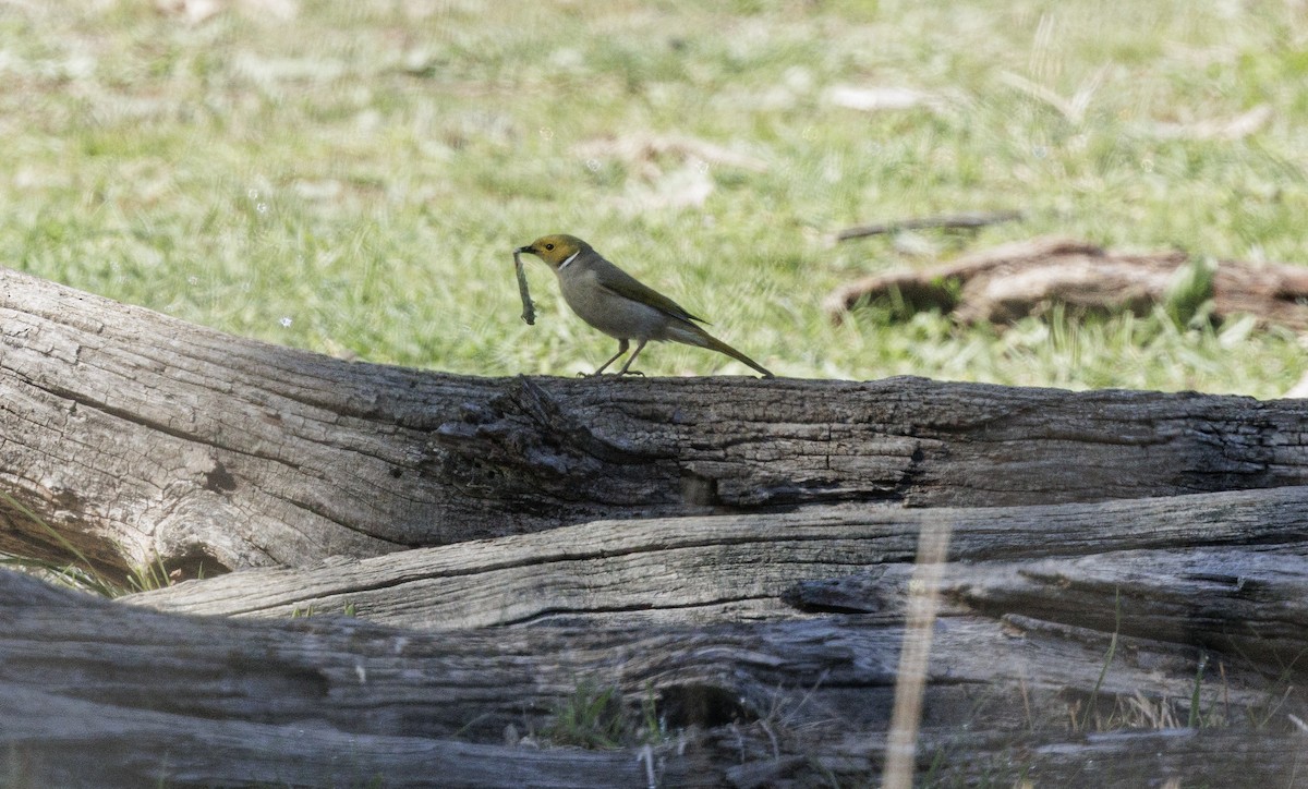 White-plumed Honeyeater - ML641841915