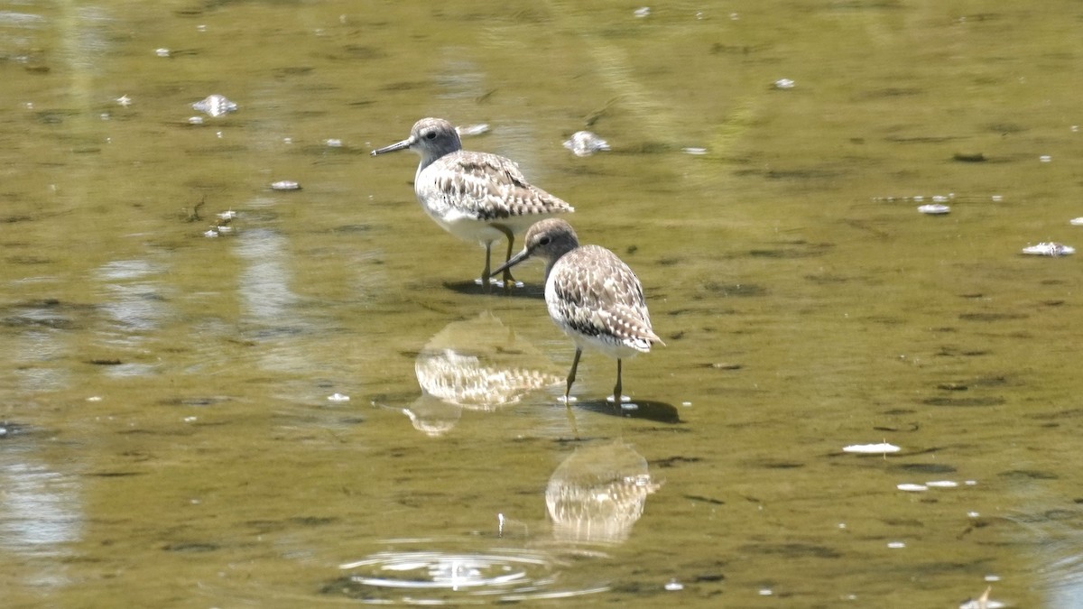 Wood Sandpiper - ML641841923