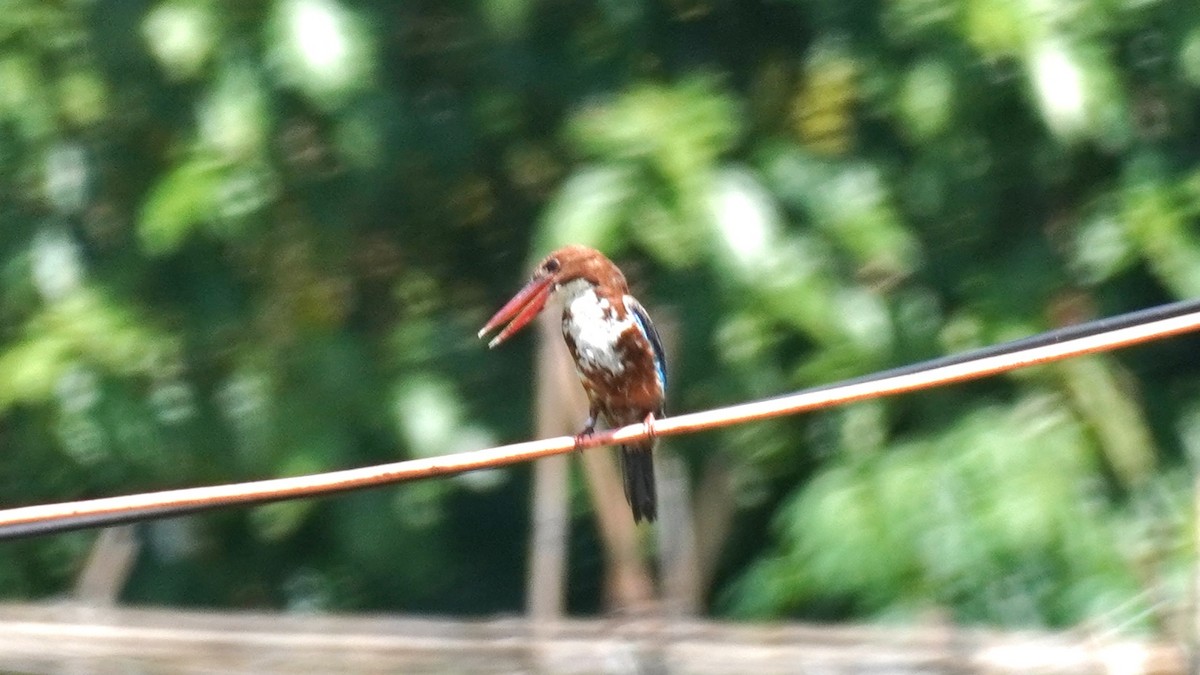 White-throated Kingfisher - ML641841938