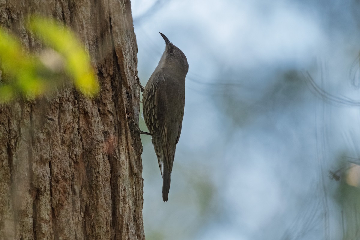 White-throated Treecreeper - ML641841942