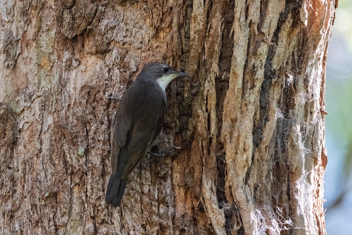 White-throated Treecreeper - ML641841943