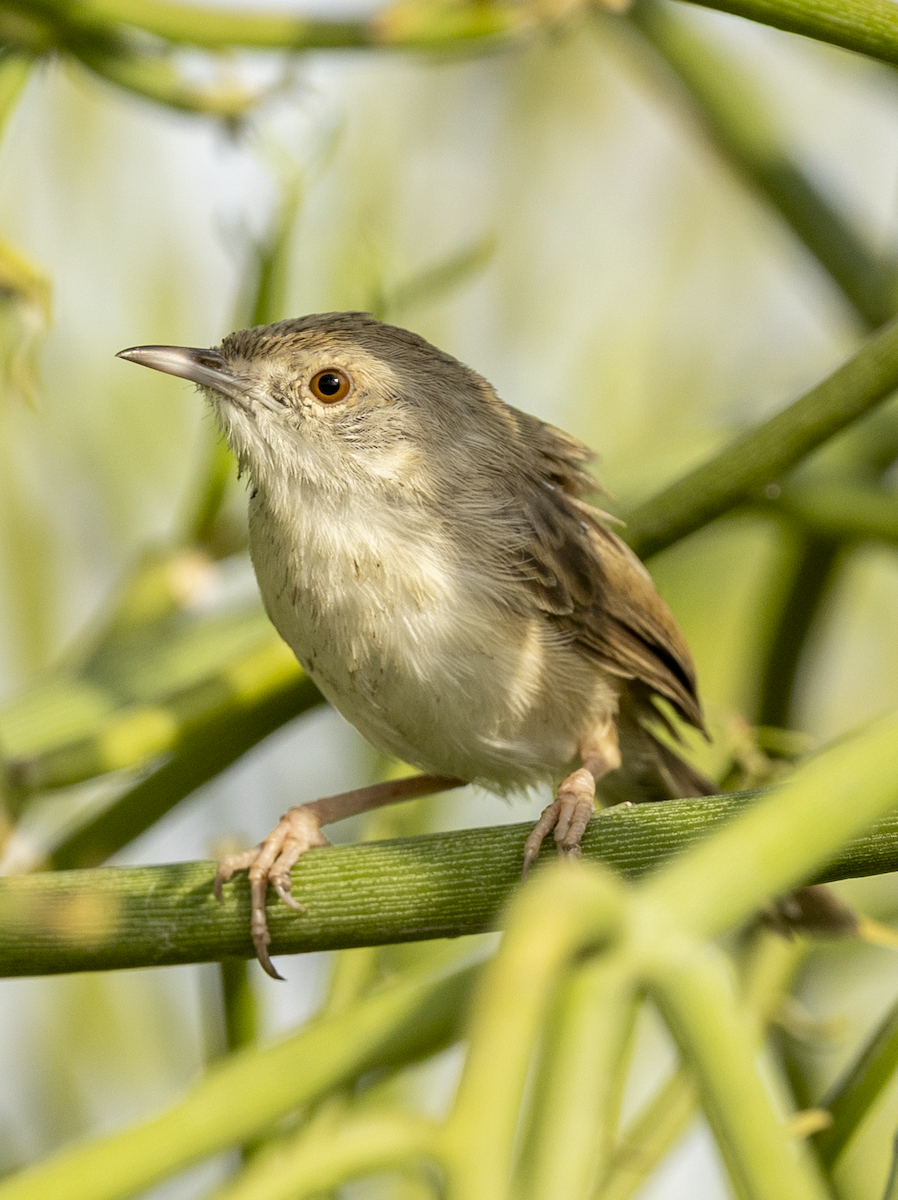 Delicate Prinia - ML641841950