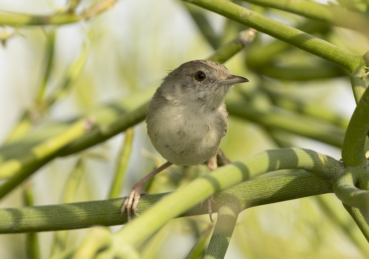 Delicate Prinia - ML641841951