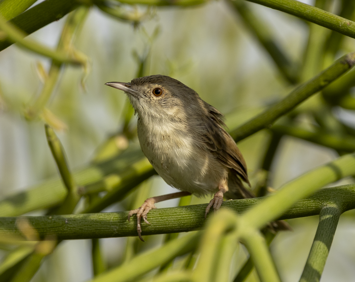 Delicate Prinia - ML641841952