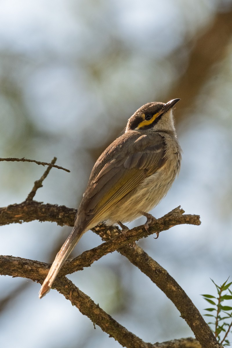 gulstripehonningeter - ML641841967