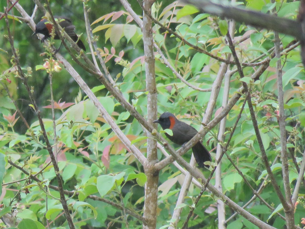 Rufous-necked Laughingthrush - ML641841976