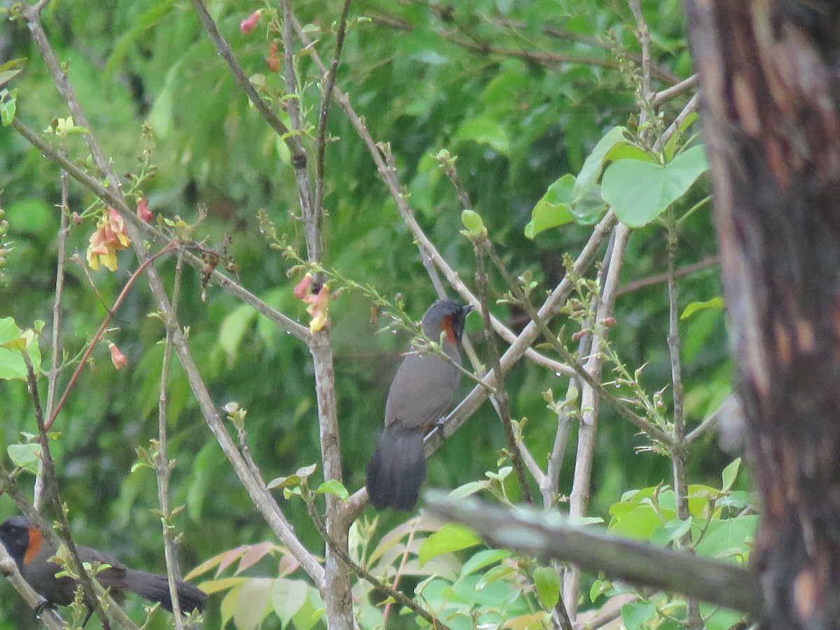 Rufous-necked Laughingthrush - ML641841977