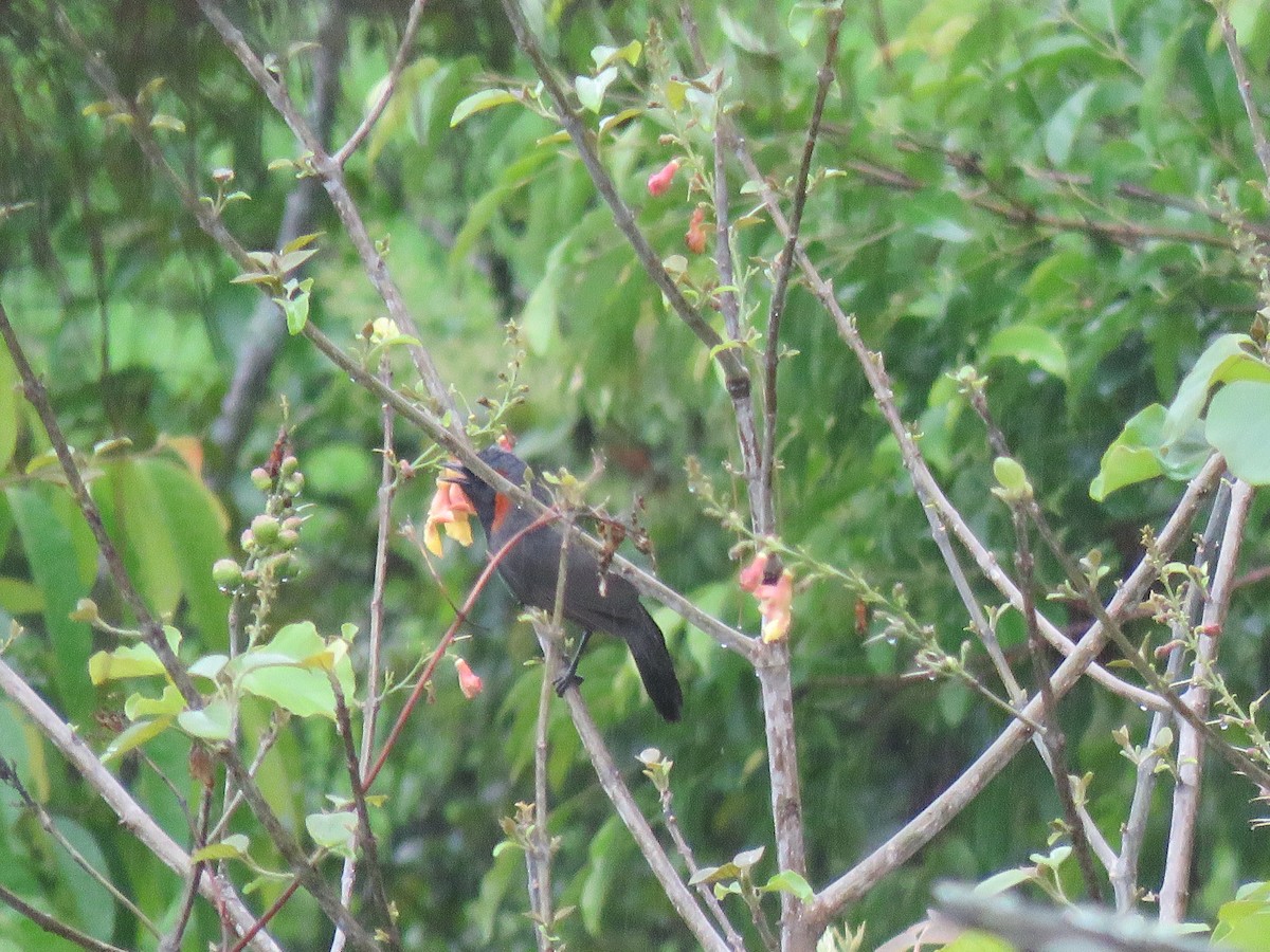 Rufous-necked Laughingthrush - ML641841978