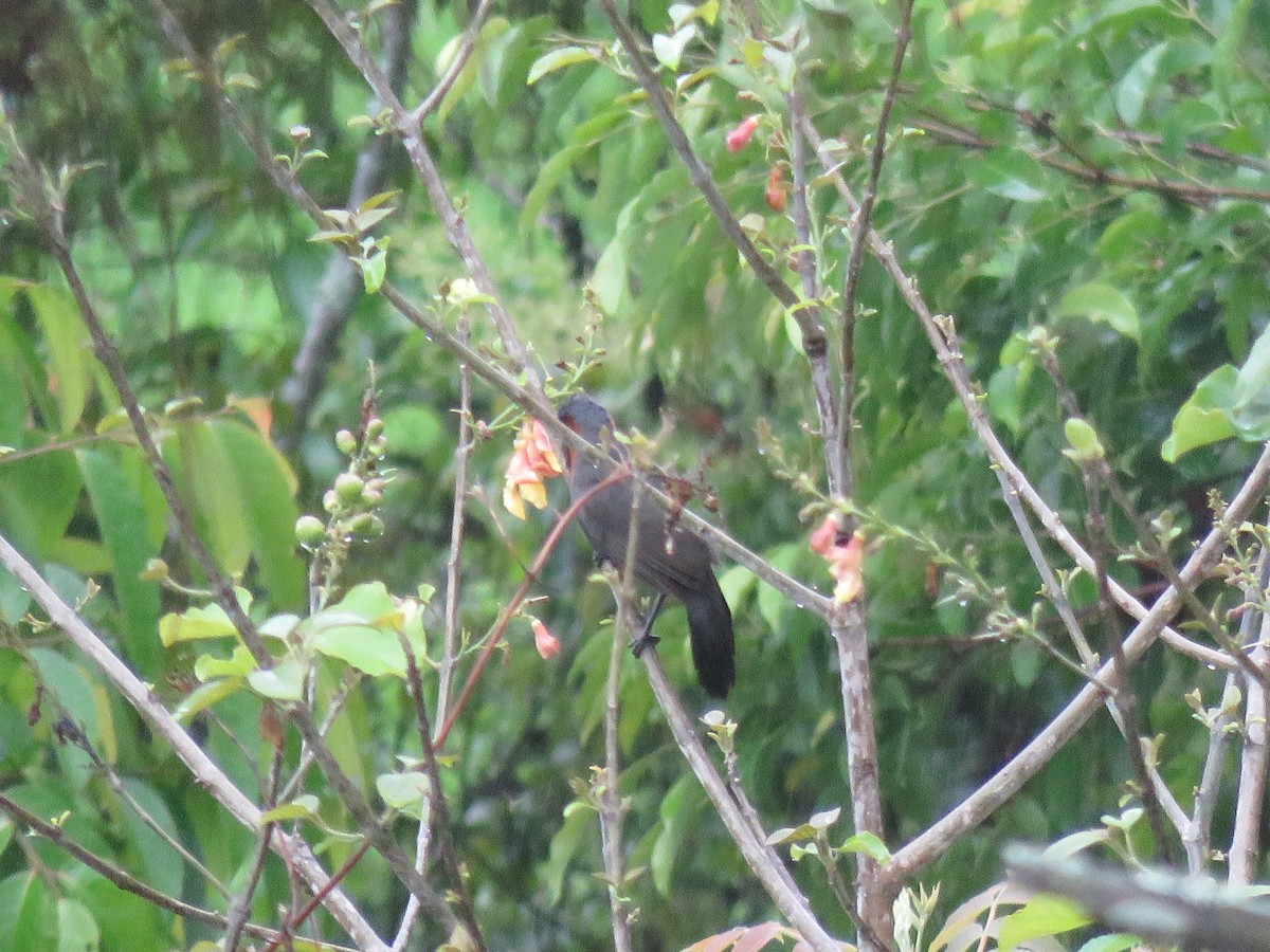 Rufous-necked Laughingthrush - ML641841979