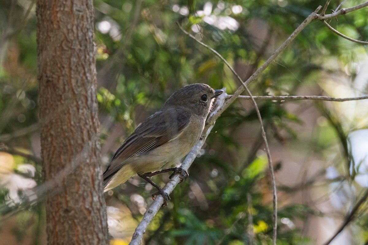 gullplystrer - ML641842002