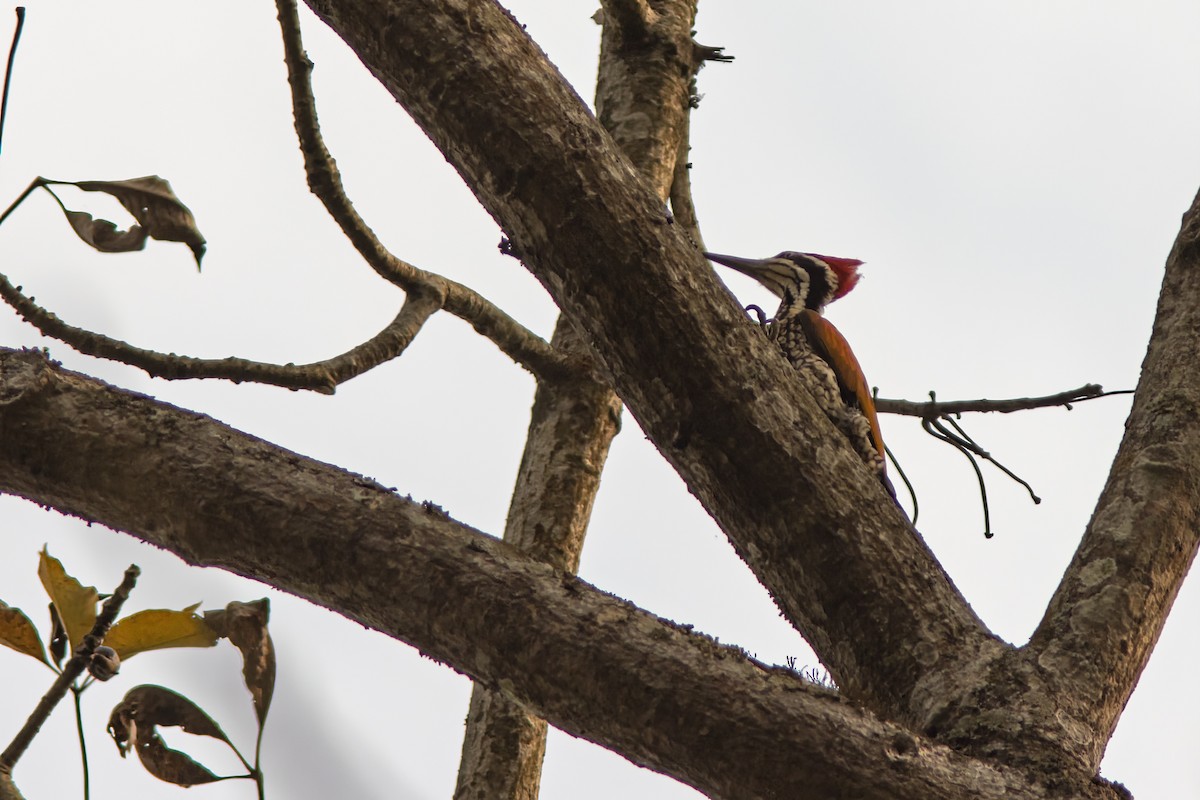 Greater Flameback - ML641842008