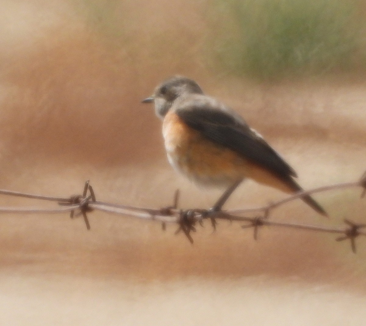 Buztangorri argia - ML641842014