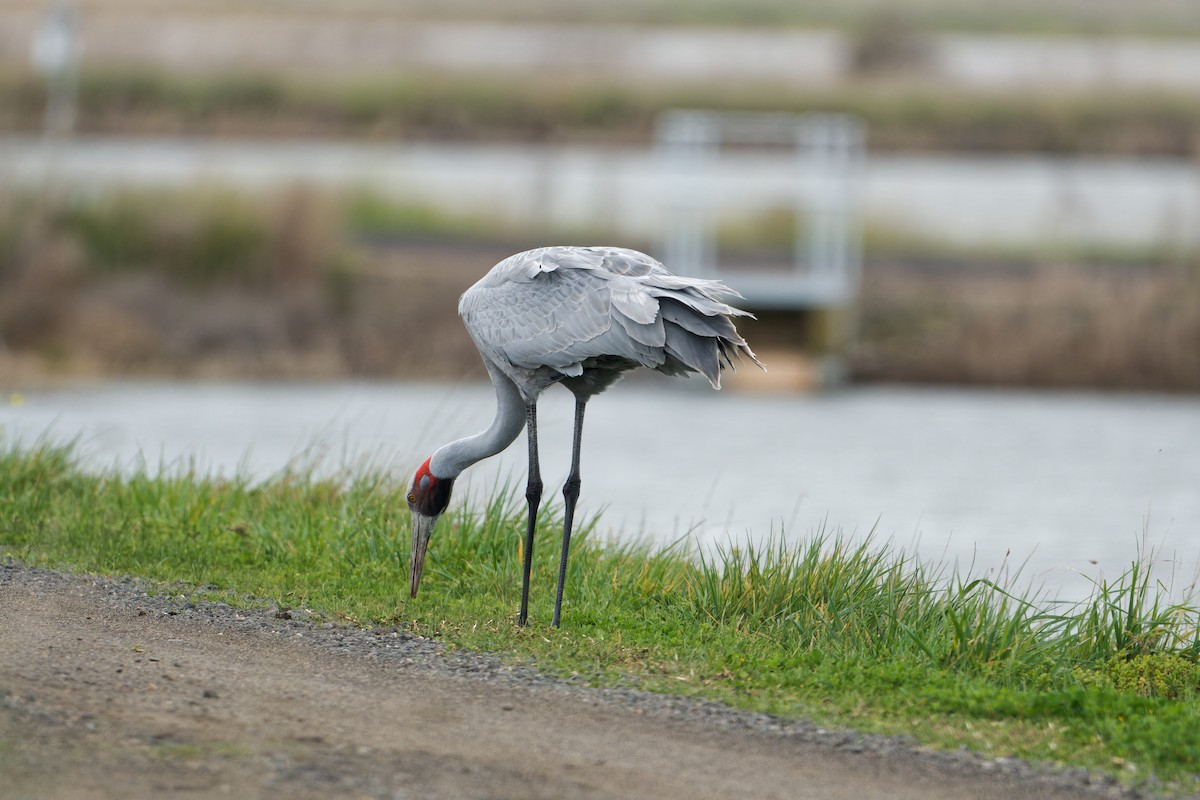 Brolga - ML641842039