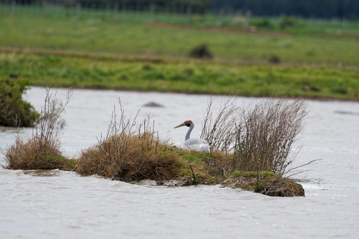 Brolga - ML641842040
